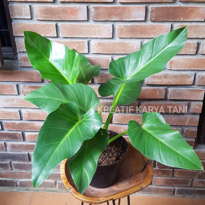 Jual Tanaman hias philodendron marble - Philo marble - Philodendron ...