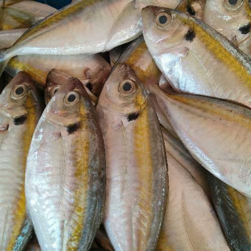 Jual Ikan Selar Segar 1kg Termurah Langsung Dari Kawasan Perikanan