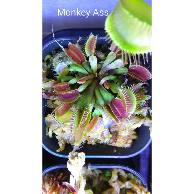 Jual Venus Fly Trap Monkey Ass Tanaman Pemakan Serangga | Shopee