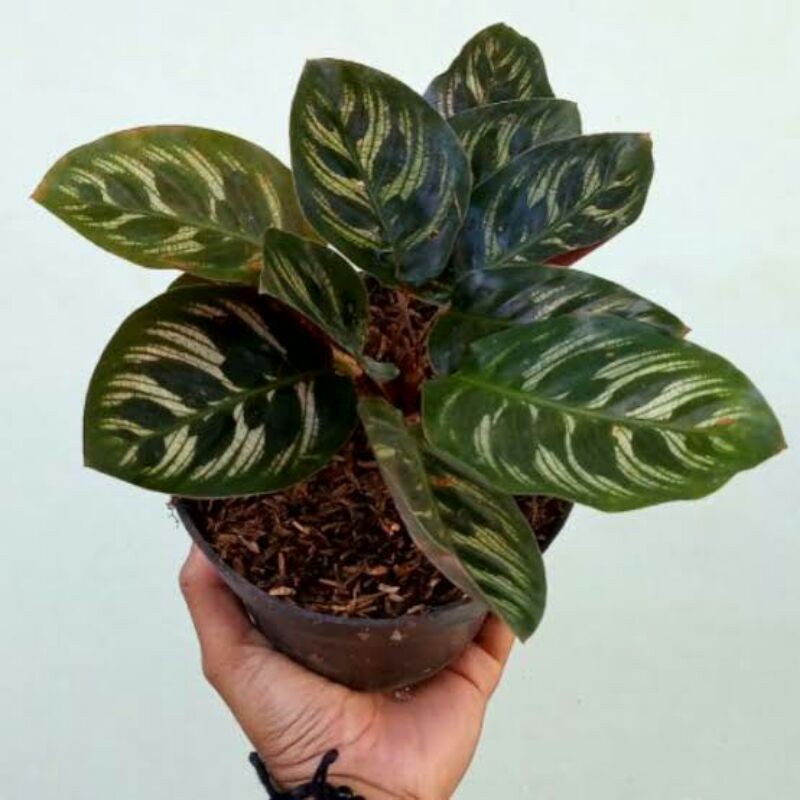 Jual Tanaman Hias Calathea Makoyana Macan Shopee Indonesia