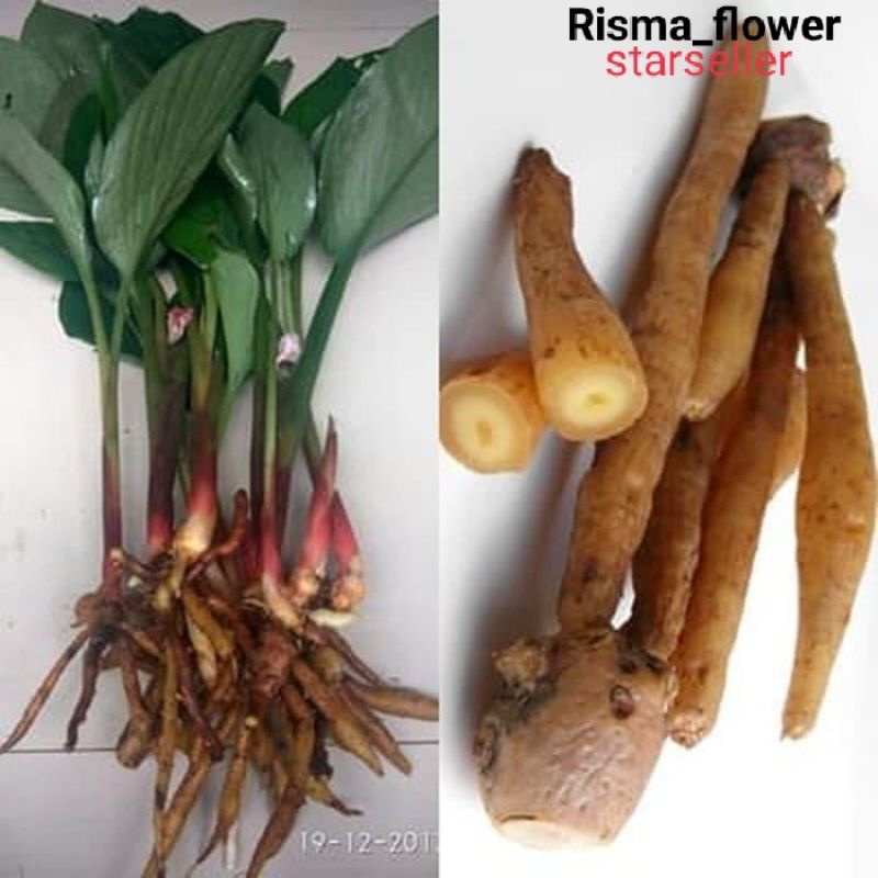 Jual POHON TEMU KUNCI / TANAMAN HERBAL TEMU KUNCI | Shopee Indonesia