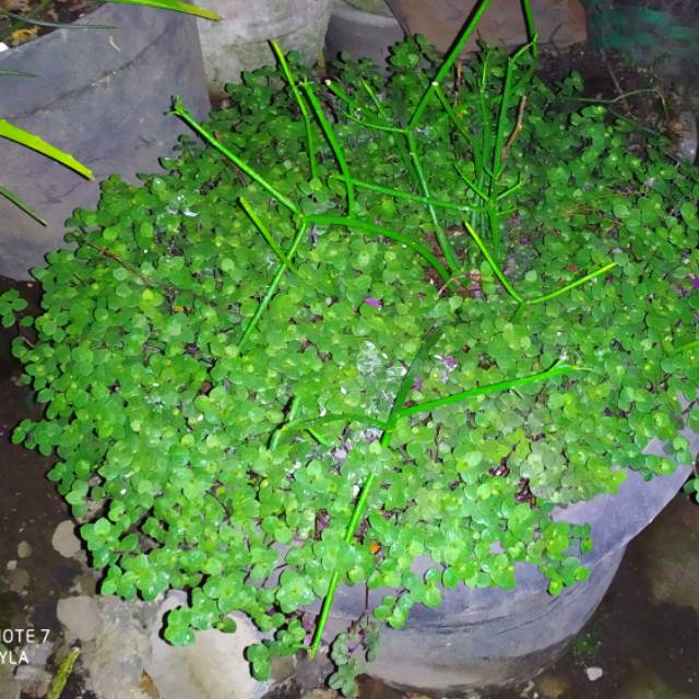 Jual Tanaman rambat | Shopee Indonesia