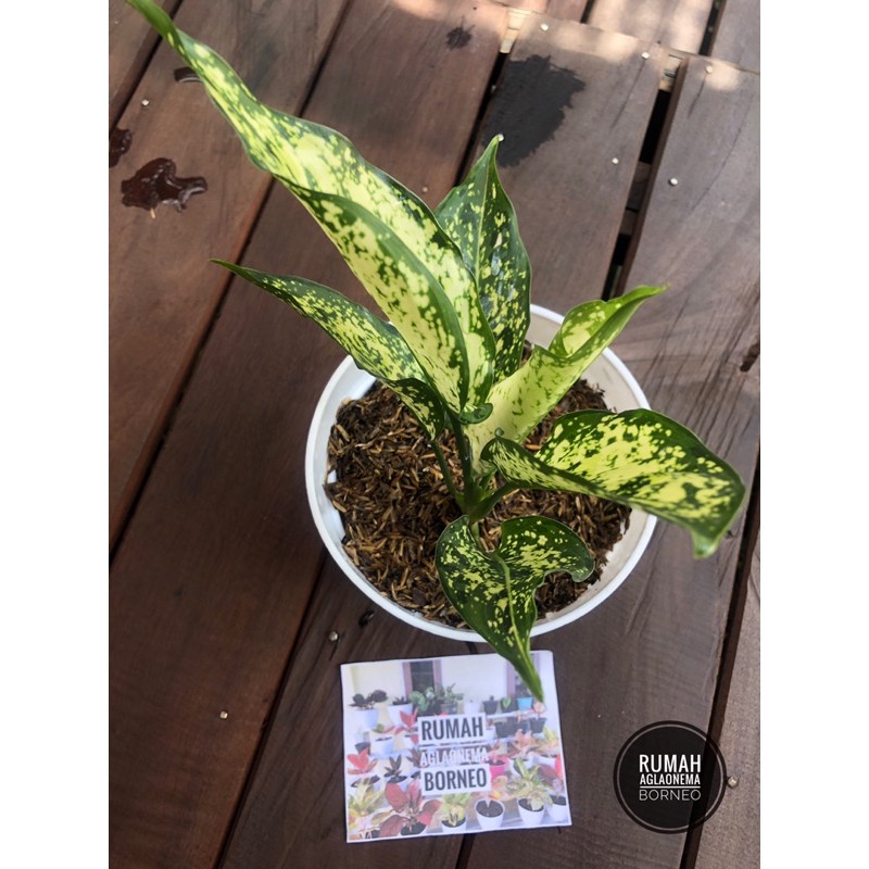 Jual Aglaonema / Aglonema Snow White ( Real pict ) | Shopee Indonesia