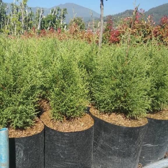 Jual Tanaman Hidup CEMARA RENTES - Pohon Cemara Wangi Renthes - Tanaman ...
