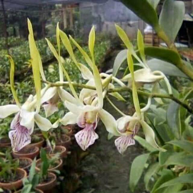 Jual Anggrek dendrobium rabbit spatulata jumbo | Shopee Indonesia