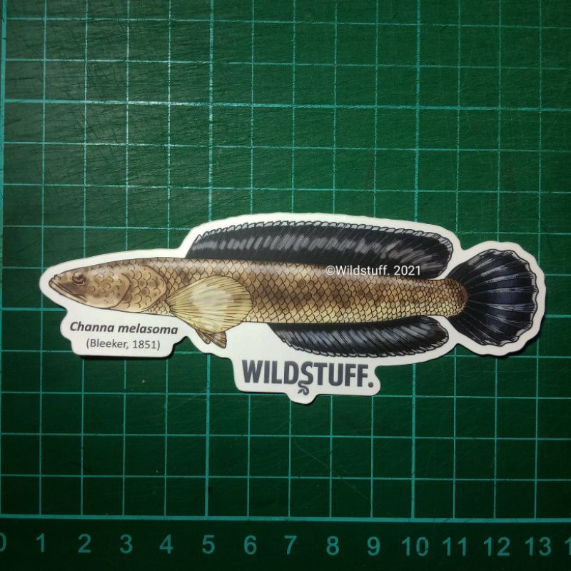 Jual Sticker Wildstuff Channa melasoma Black Snakehead | Shopee Indonesia