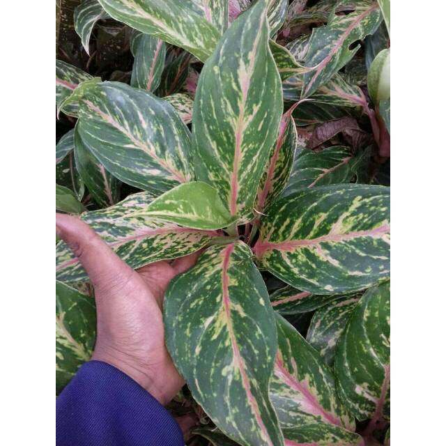 Jual BUTTERFLY Tanaman Hias Aglaonema Aglonema Shopee Indonesia