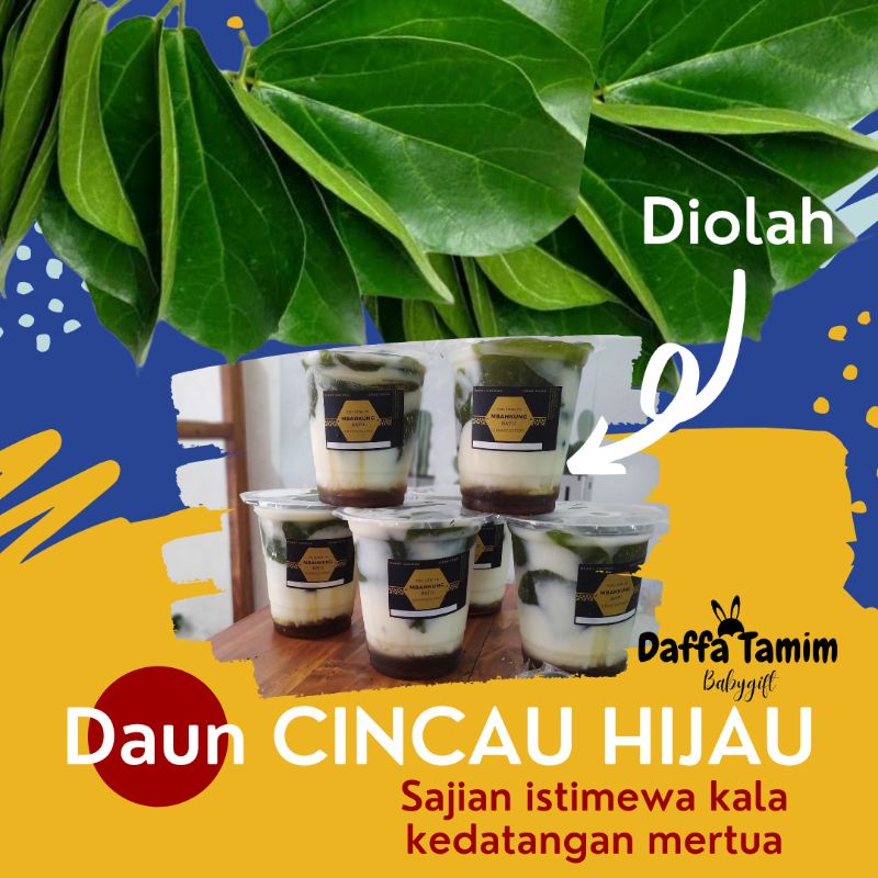 Jual Daun Cincau Hijau Organik Segar Tanaman Herbal Shopee Indonesia