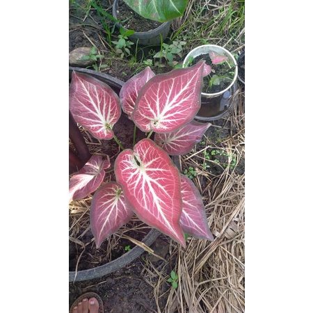 Jual keladi/caladium ROt (rich off thai) | Shopee Indonesia