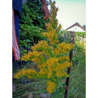 Porno filmda Marikani tomosha qiling