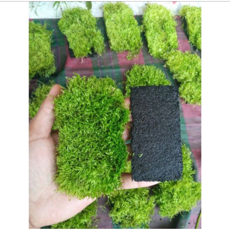 Jual moss ricia bahan aquascape|mos aquascape hiasan akuarium | Shopee ...