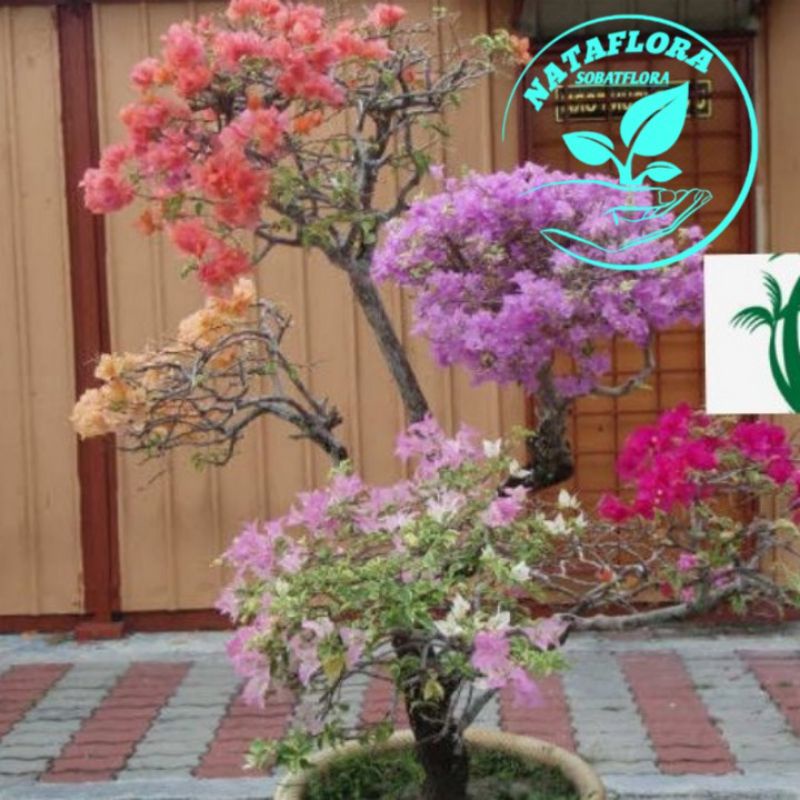 PROMO!!TANAMAN HIAS BUGENVIL BUNGA KERTAS//5 WARNA LANGKA