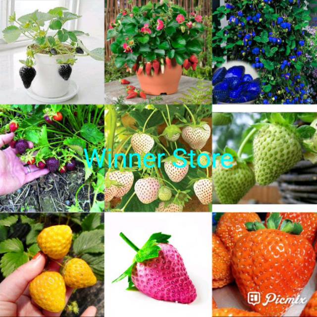 Bibit Benih Buah Strawberry Rambat Mix (50 Butir)