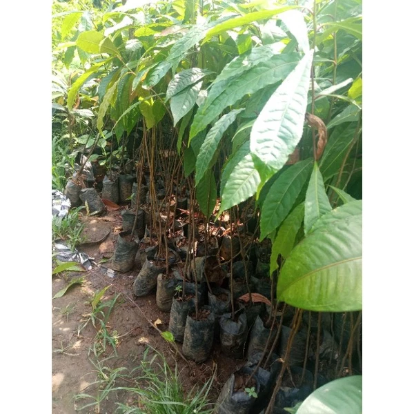 Jual Bibit Jenitri
