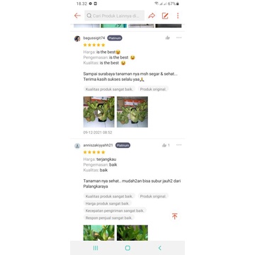 Jual 3 pcs.Platycerium Ridleyi.simbar.tanduk rusa.isi 3 uk mini asli ...