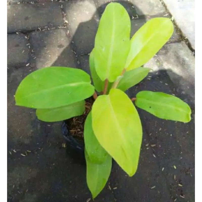 Jual philo golden sunrise philo lemon pilo kuning tanaman indoor ...