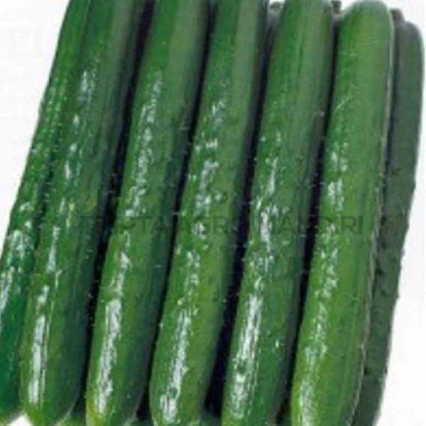 Jual 7 Biji Benih Timun Hijau Jepang - Japanese Cucumber | Shopee Indonesia