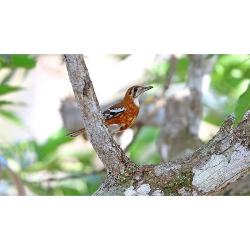 Jual Burung Anis Cendana Trotol Lolohan Mandiri | Shopee Indonesia