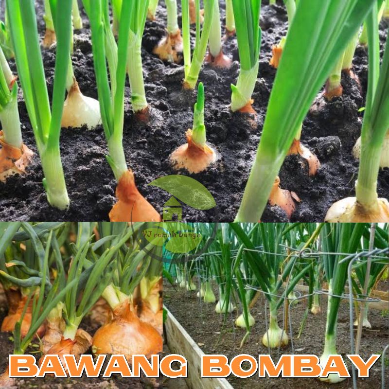 25 Butir - Benih Bibit Bawang Bombay