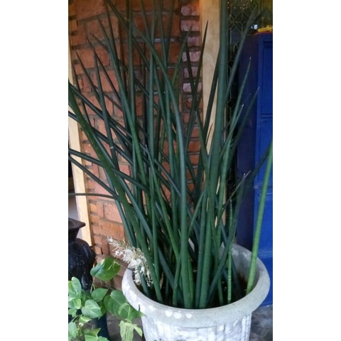 Jual sansievera tombak raja tongkat mertua 37 batang ukuran 1,5 meter ...