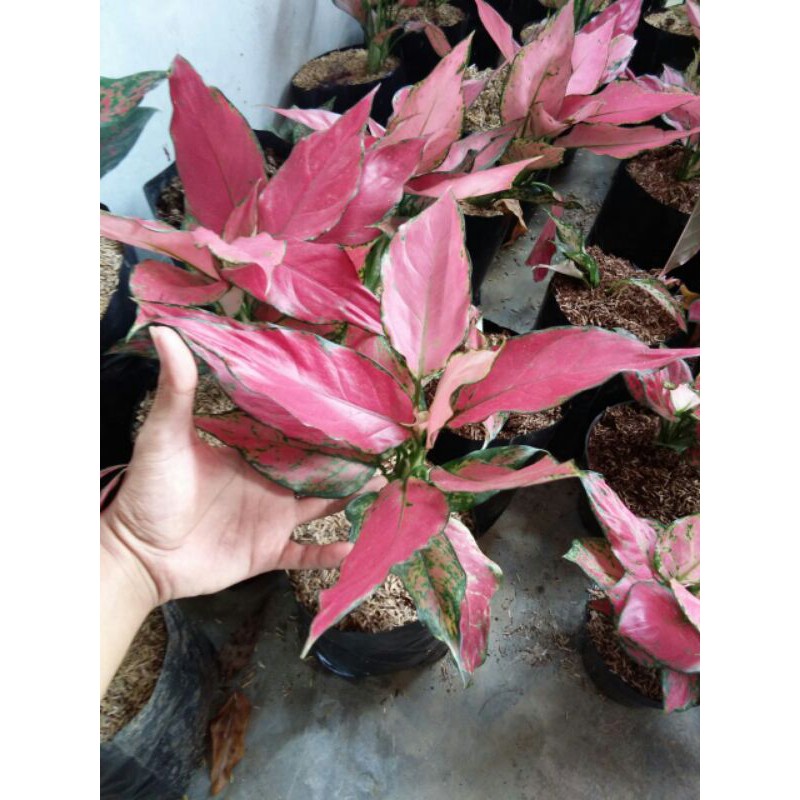 Jual Aglaonema Ruby Garuda Tanaman Hias Shopee Indonesia