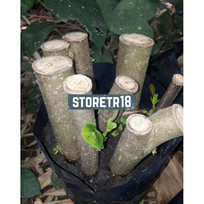 Jual Bibit Stek Batang Pohon Waru Kg Fresh Shopee Indonesia