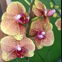 Mini Gold Blitar