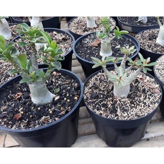 Jual Tanaman Hias Adenium BIG F Size A | Shopee Indonesia