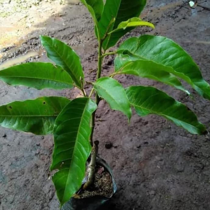 Jual Paling Laris Pohon Kantil Cempaka Bibit Tanaman Bunga Kantil Cempaka Shopee Indonesia