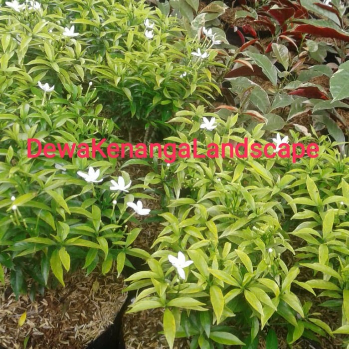 Jual Tanaman hias bunga Rembosa mini golden/Tabernaemontana corymbosa ...