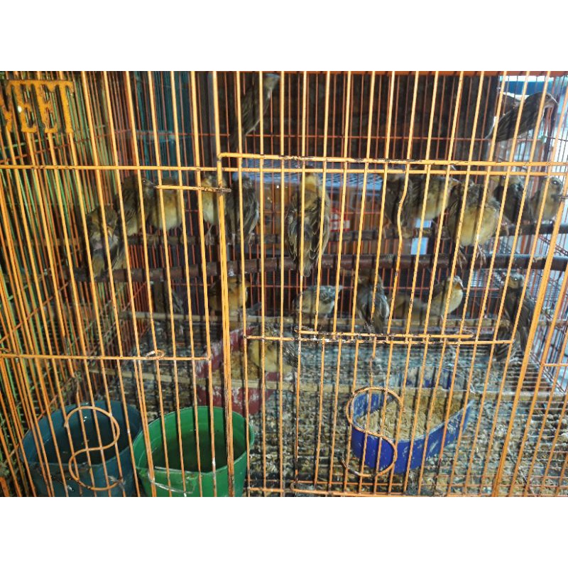 Jual Burung Manyar | Shopee Indonesia