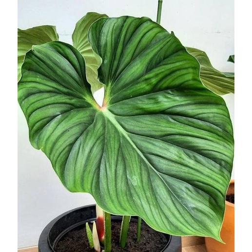 Jual Philodendron Plowmanii Black Face / Philo Plowmanii | Shopee Indonesia