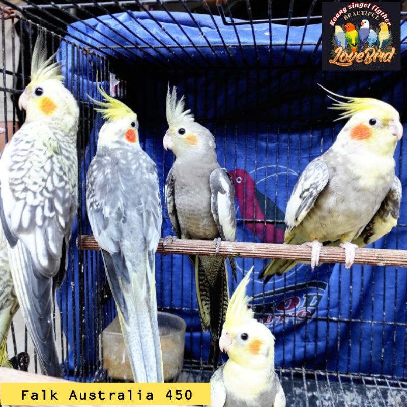 Jual burung falk jenis mutiara asli murah falk grey parkit Australia ...