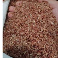 Distributor Kurma Sukari Medan