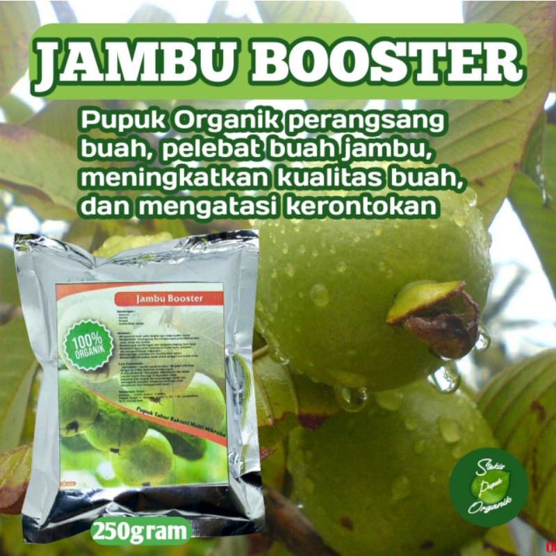 Jual Pupuk Perangsang Pelebat Buah Jambu, Booster Organik Tanaman Buah ...