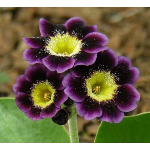 Jual Ini Biji Benih Bibit Bunga Primula / Primrose Purple Original ...