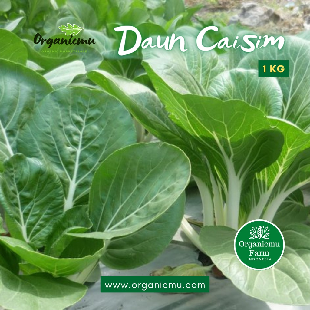 Jual Organicmu - Daun Caisim 1 Kg | Shopee Indonesia