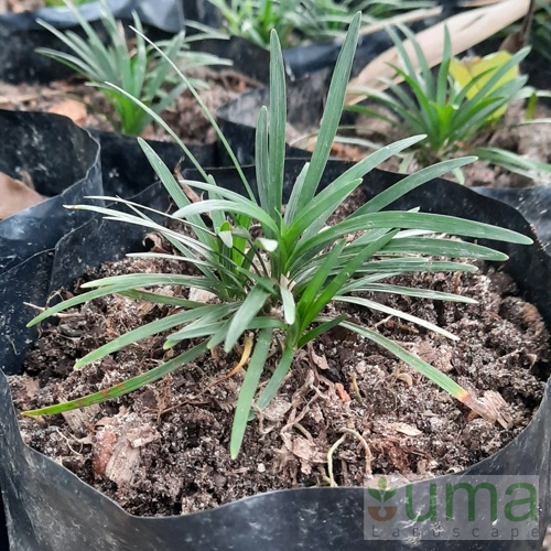 Jual Tanaman Hias Kucai Mini I Ophiopogon Japonicus Shopee Indonesia