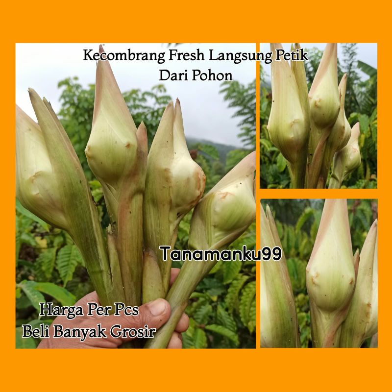 Jual kecombrang/kicung/bunga rias per pcs | Shopee Indonesia