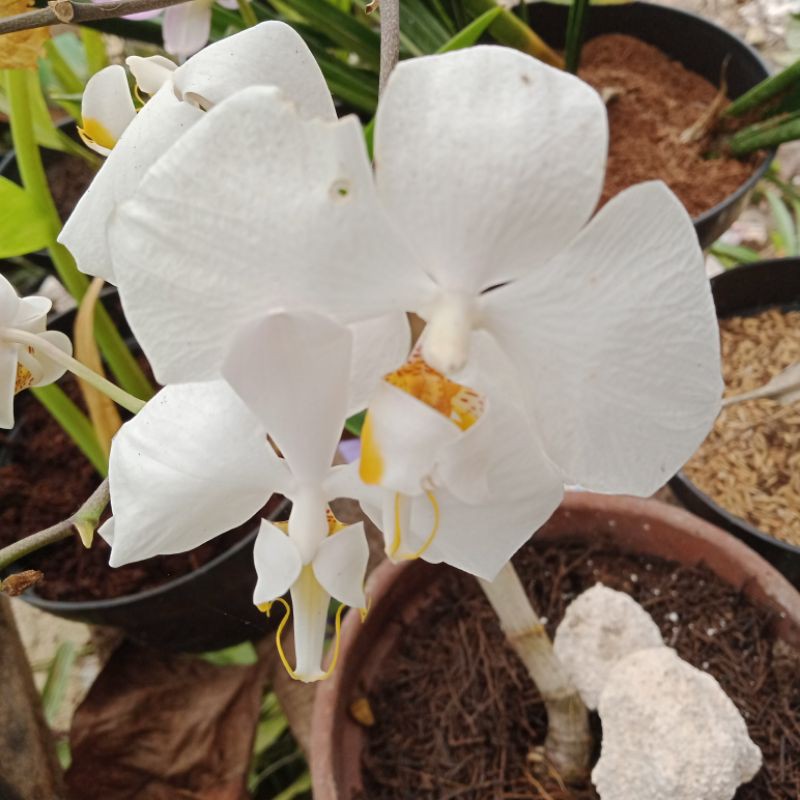 Jual anggrek bulan species amabilis besar | Shopee Indonesia