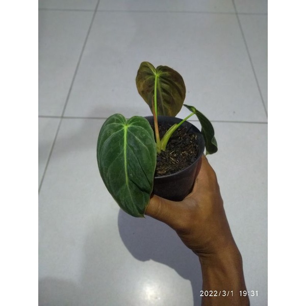 Jual Philo melano chrisum naro | Shopee Indonesia