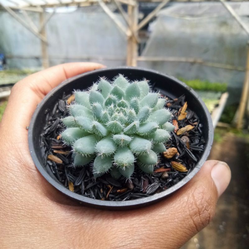 Jual Sukulen Echeveria Setosa Var Demuntia Shopee Indonesia