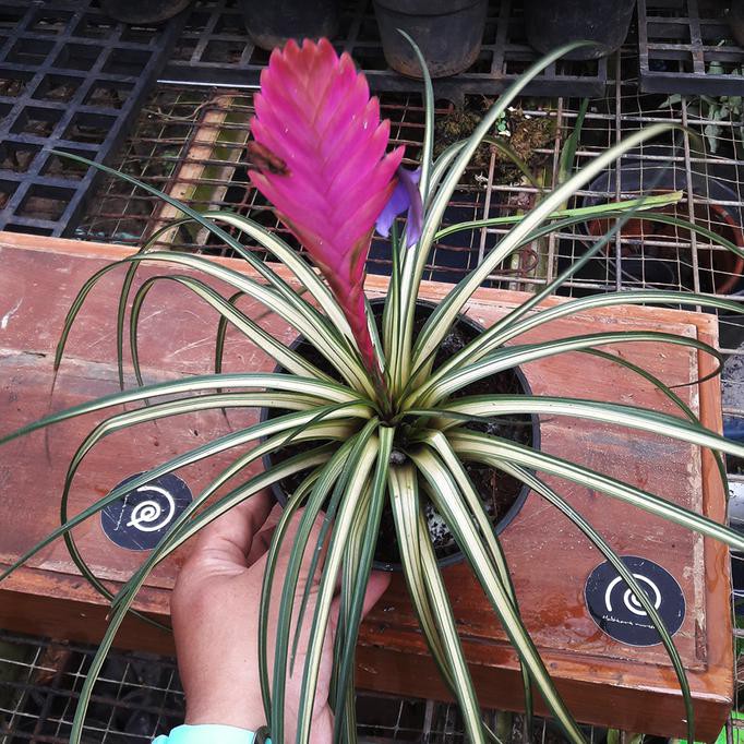 Jual Tillandsia Cyanea 'Variegata' - Tanaman Hias Bromelia Varigata |  Shopee Indonesia