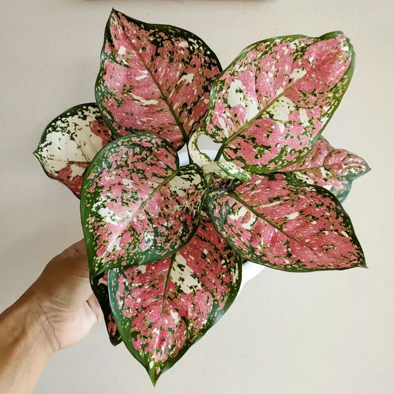 Jual ANAKAN TANAMAN HIAS AGLONEMA TRI COLOR/BABY TRI COLOR DAUN 2-4 ...