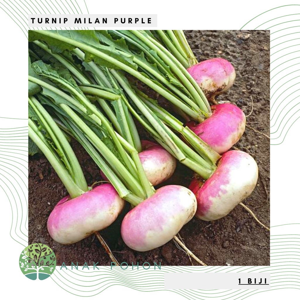 Jual Benih Bibit Biji Turnip Purple Top Milan Lobak Bulat Ungu Putih