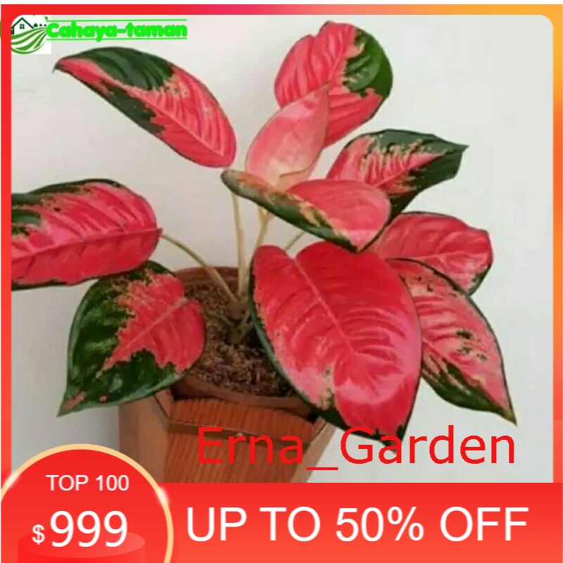 Jual Tanaman Hias Aglonema Red Khocin Khocin Tanaman Hias Indoor Promo Erna Garden Shopee