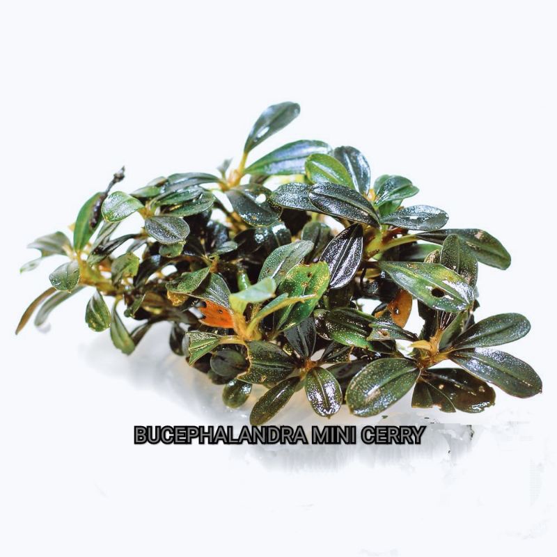 Jual Bucephalandra Mini Cherry | Shopee Indonesia