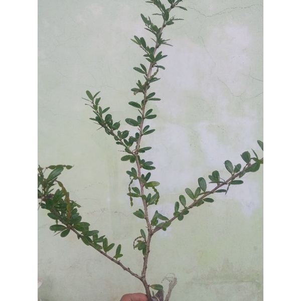 Jual saeng simbur vietnam bunga unggu | Shopee Indonesia