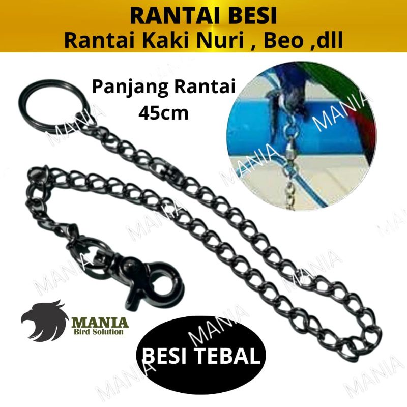Jual Burung Nuri Terlengkap & Harga Terbaru Agustus 2026 | Shopee Indonesia