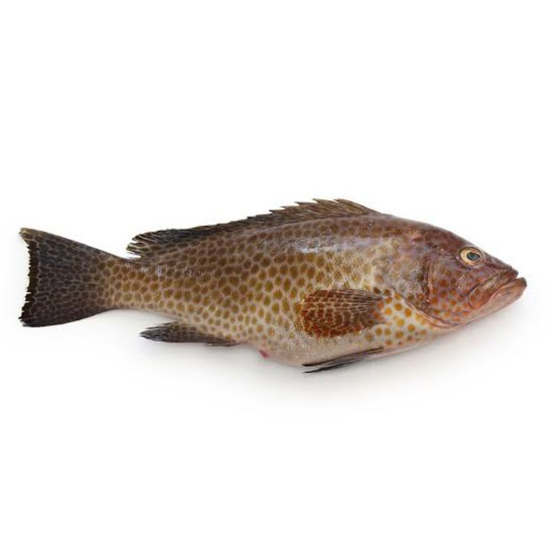 Jual IKAN KERAPU/GROUPER 500G | Shopee Indonesia